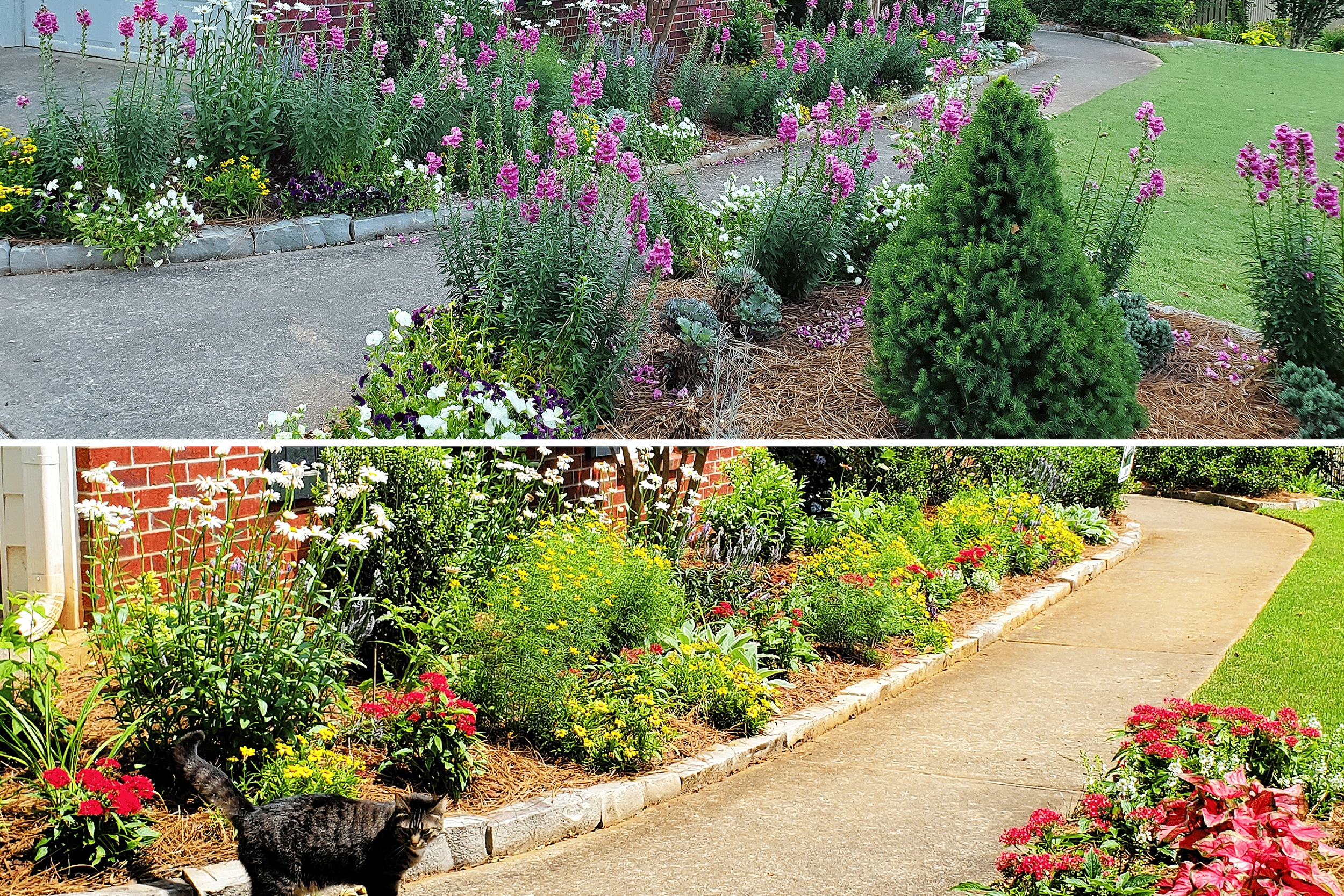Perennial border along front walk spring and summer in Lawrenceville